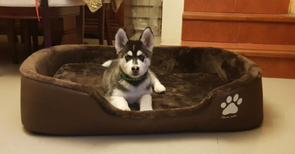 CAMA RECTANGULAR PARA PERRO GRANDE Pierrunos Comida para Perros y