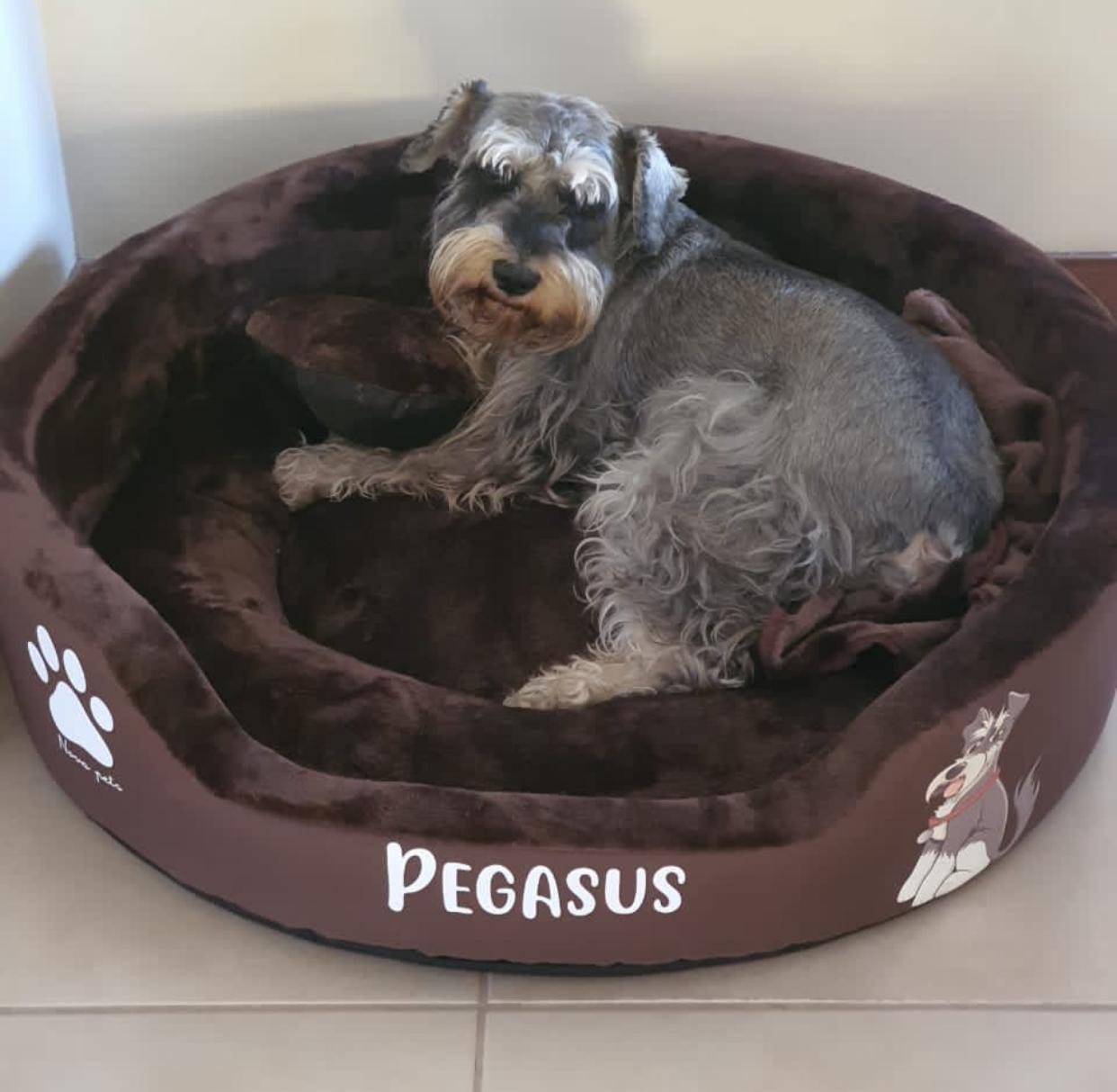 CAMA TALLA M PARA PERRO MEDIANO Pierrunos Comida para Perros y