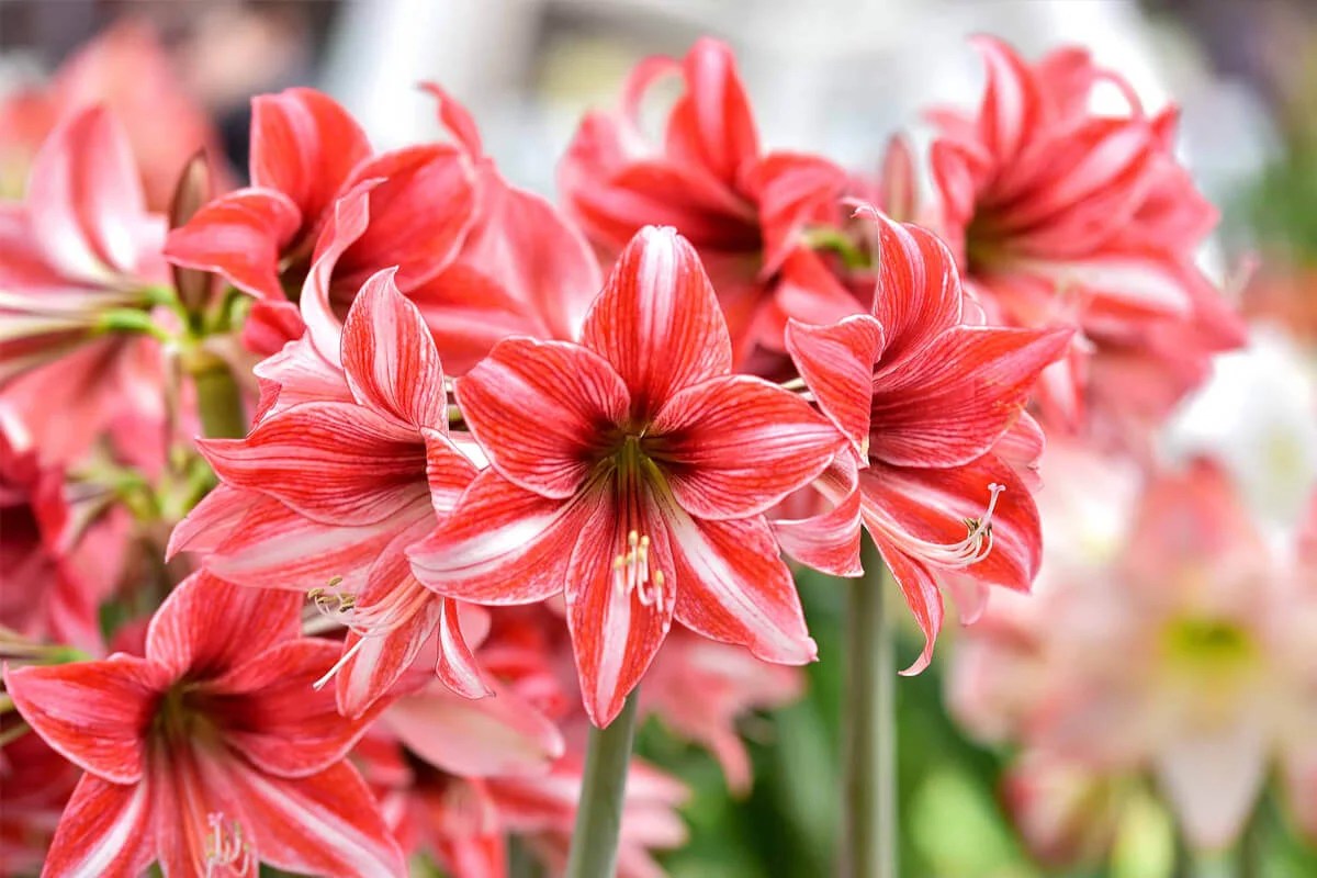 Top 10 Beautiful flowers found all over the world Piethis