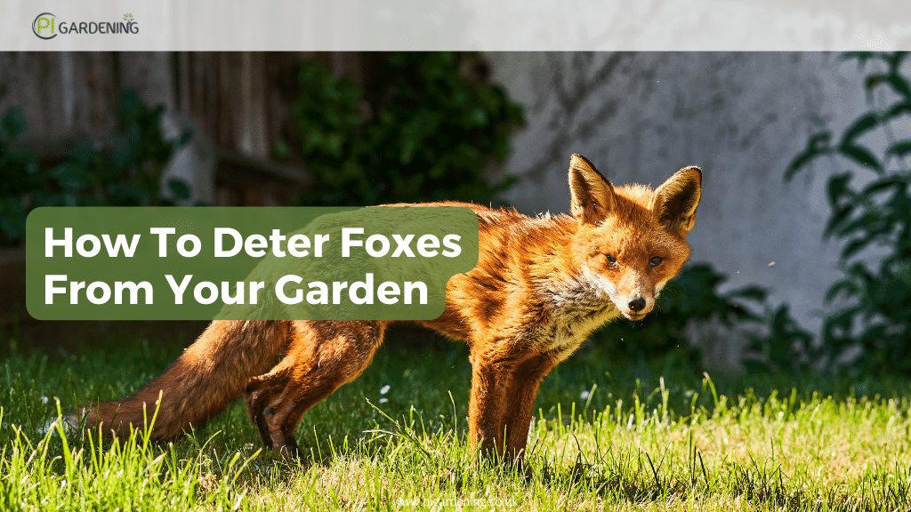 How to Deter Foxes From Your Garden (Safely) PI Gardening