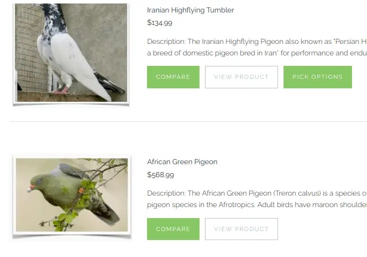 Where To Buy Pigeons 17+ Places With Pigeons For Sale Pigeonpedia