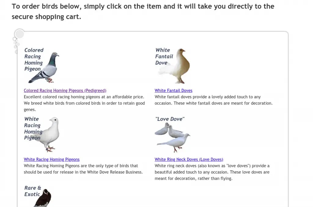 Where To Buy Pigeons 17+ Places With Pigeons For Sale Pigeonpedia