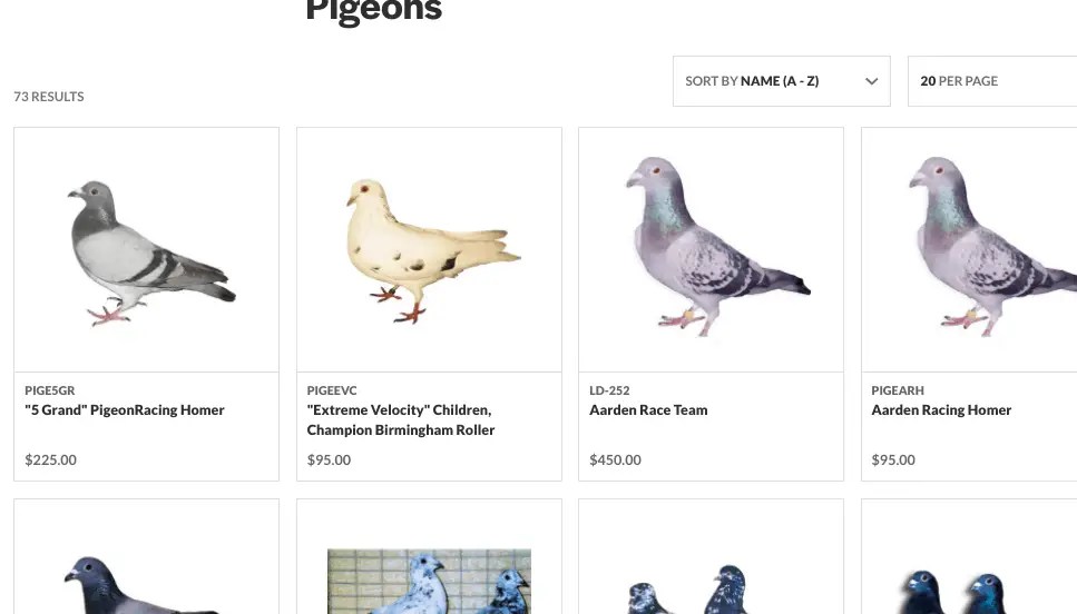 Where To Buy Pigeons 17+ Places With Pigeons For Sale Pigeonpedia