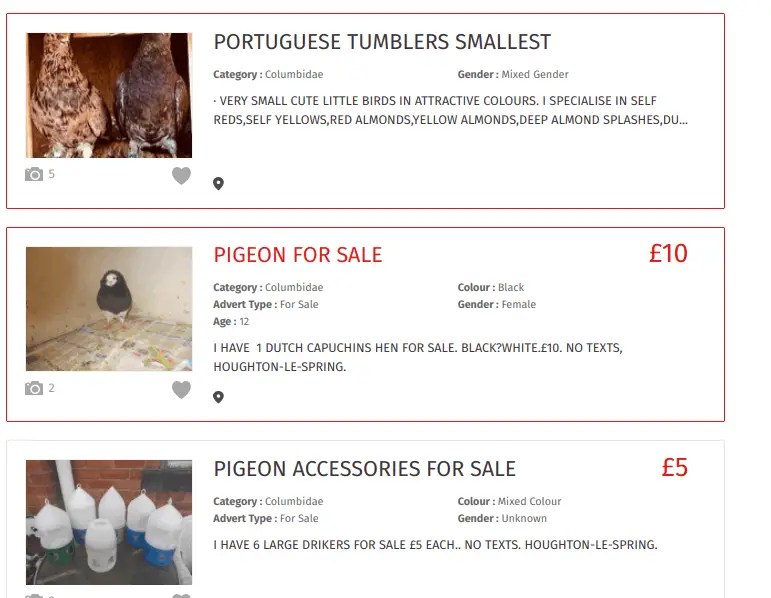 Where To Buy Pigeons 17+ Places With Pigeons For Sale Pigeonpedia