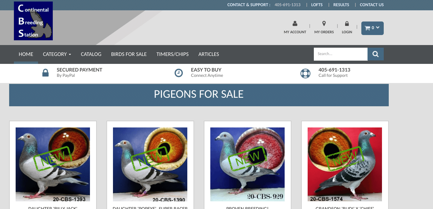 Where To Buy Pigeons 17+ Places With Pigeons For Sale Pigeonpedia