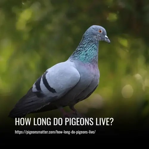 How Long Do Pigeons Live?