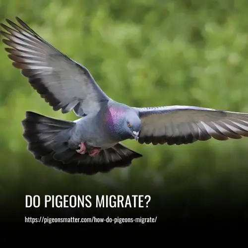 Do Pigeons Migrate?