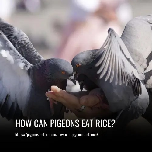 How Can Pigeons Eat Rice?