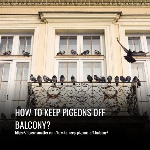 How To Keep Pigeons Off Balcony?