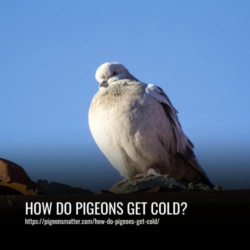 How Do Pigeons Get Cold?