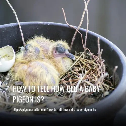How To Tell How Old A Baby Pigeon Is?