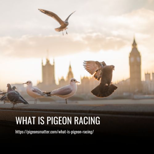 What Is Pigeon Racing The Ultimate Guide to a Unique Sport