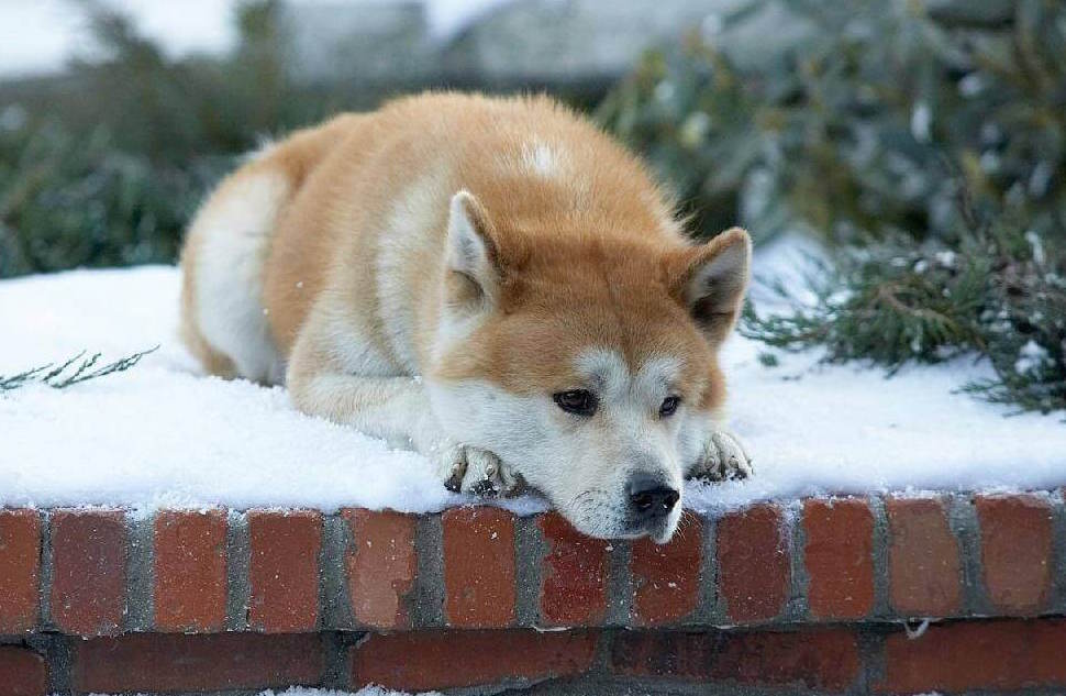 ¿Cuál es la verdadera historia de Hachiko, el perro leal que esperó a
