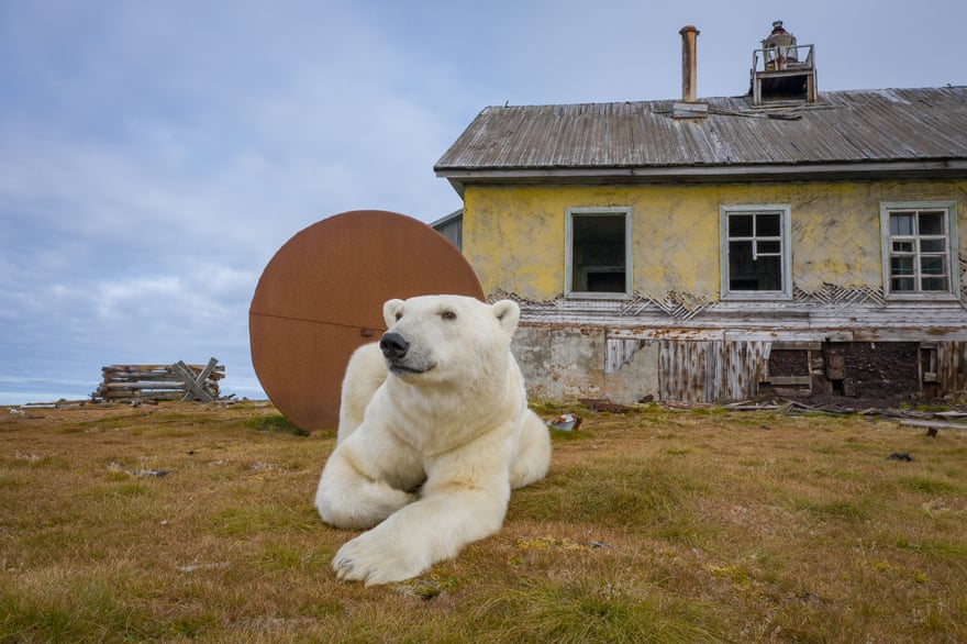 'La casa de los osos polares' el hermoso ensayo fotográfico de Dmitry