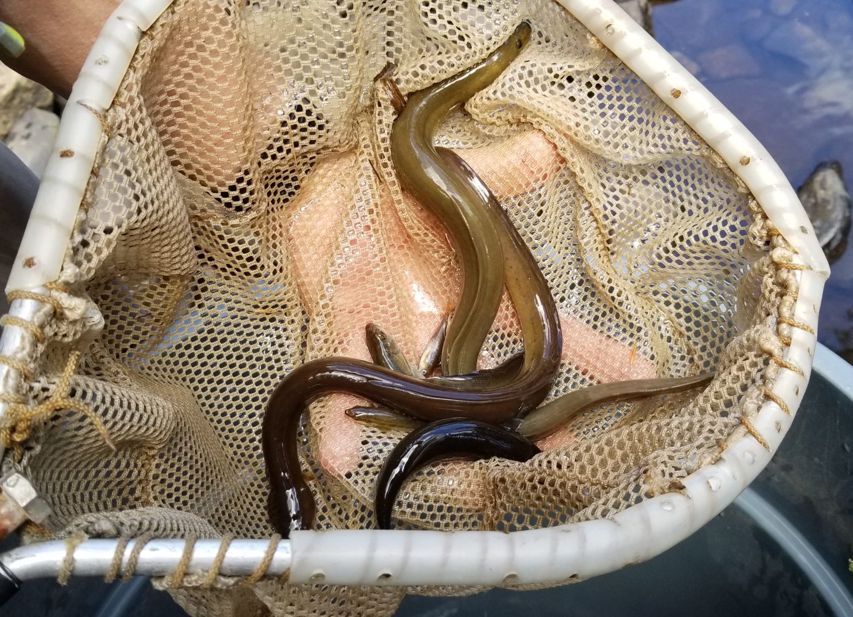 Stories from the Field Electrofishing Pike County Conservation District