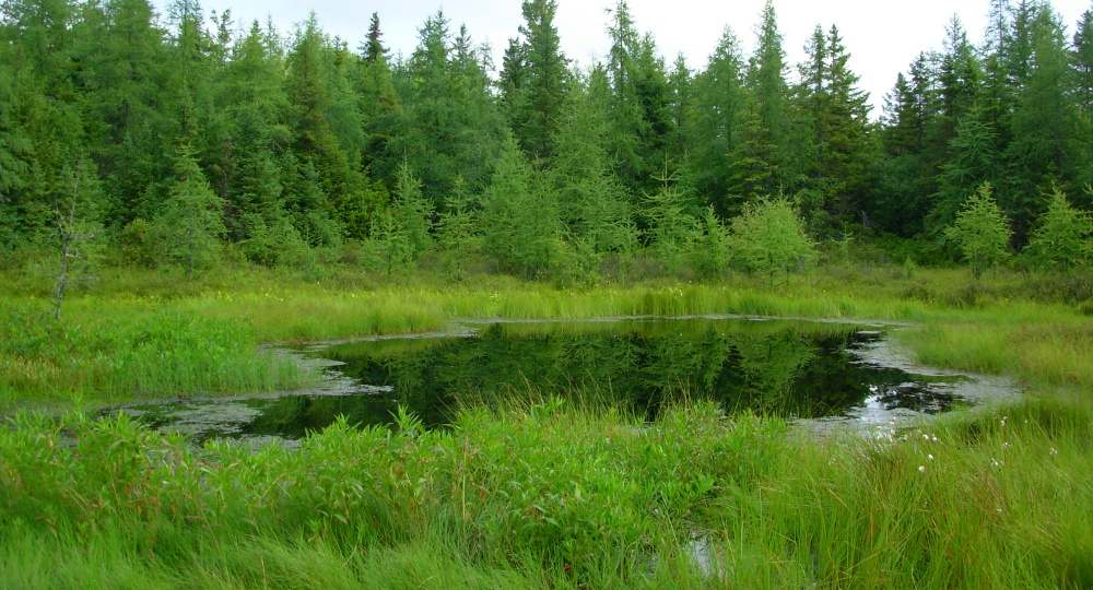 Wetlands: Why We Need Them - Pike County Conservation District