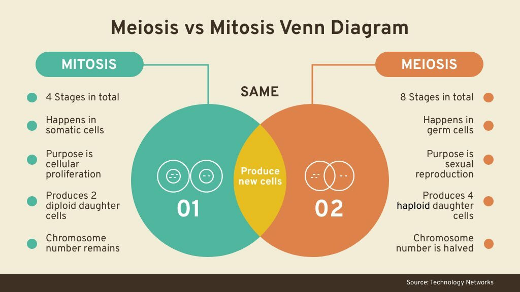 Mitosis Vs Meiosis Venn Diagram