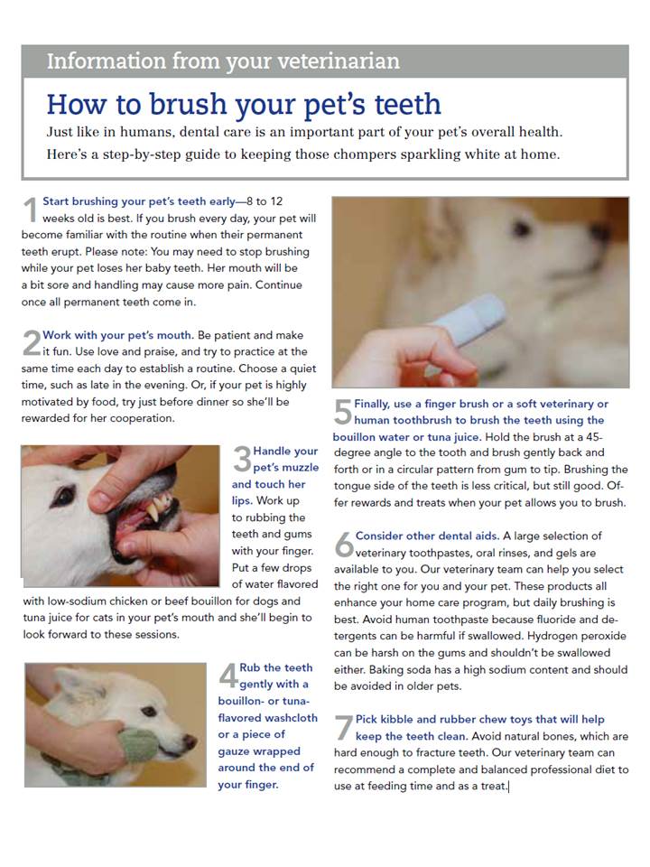Brushing your Dog’s Teeth Pilot Knob Animal Hospital