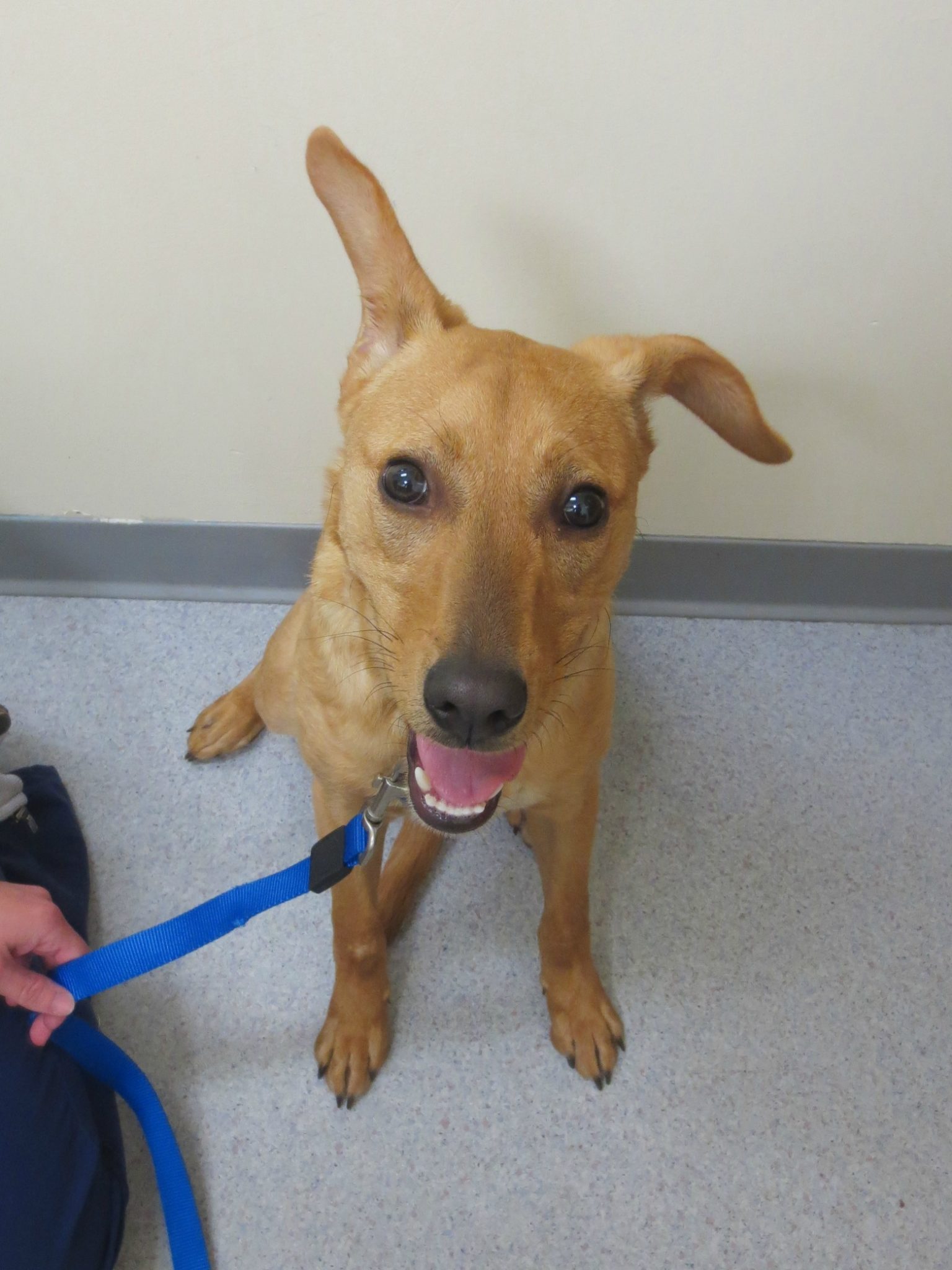 The Importance of Pet Insurance Wrigley’s Story! Pilot Knob Animal Hospital