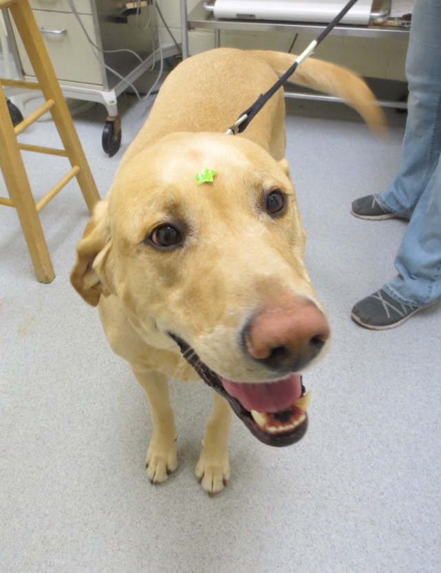 Meet Our Clients Pilot Knob Animal Hospital