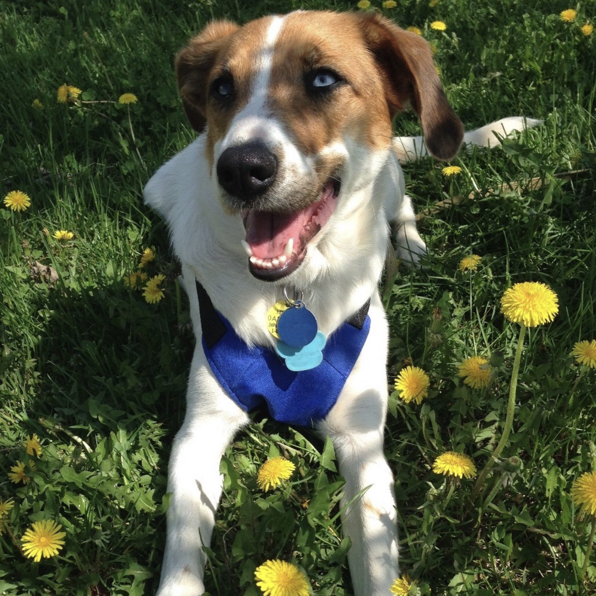 Veterinarian in Eagan, MN Pilot Knob Animal Hospital