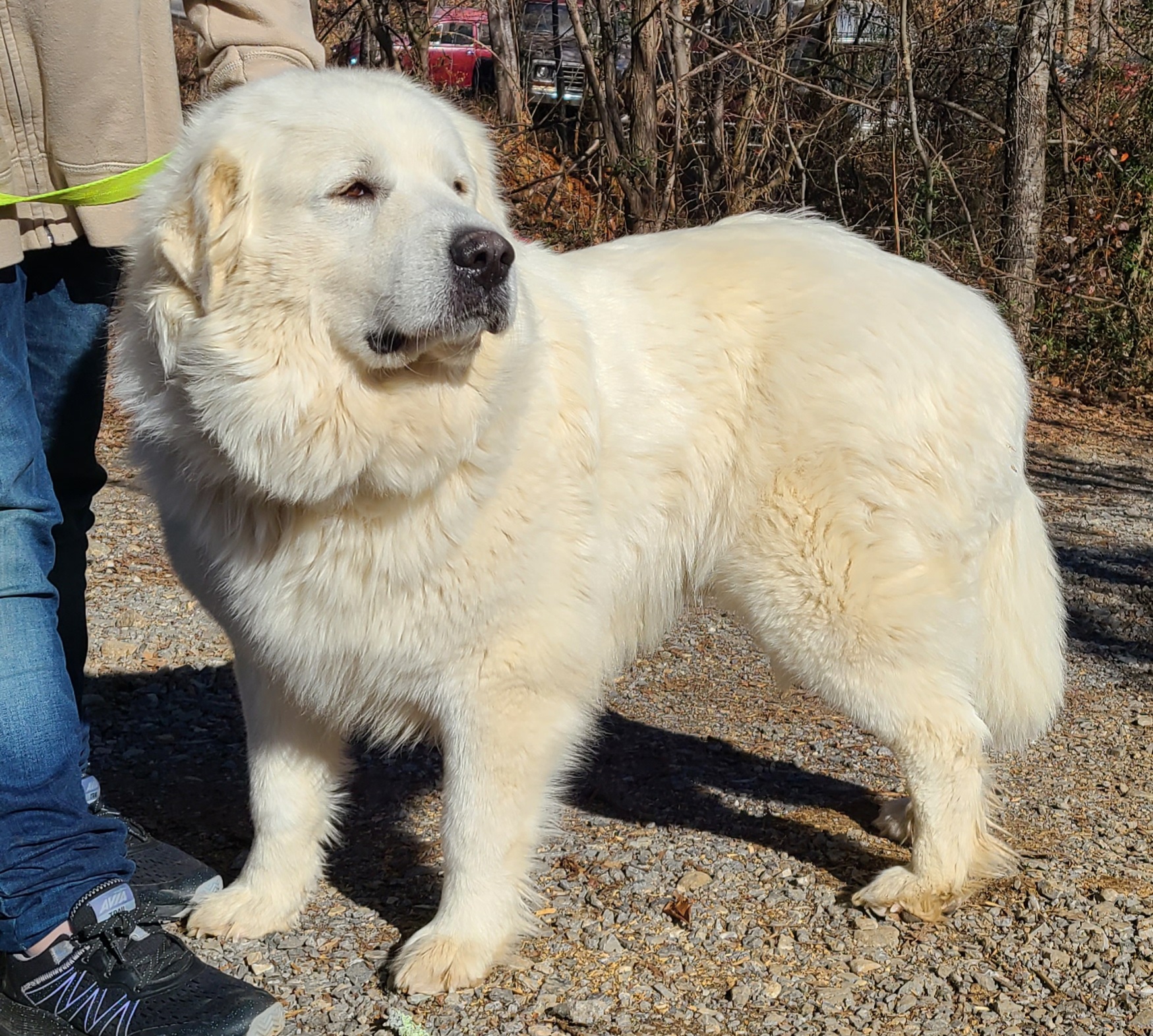 AKC Dams Pilot Mountain Pyrenees