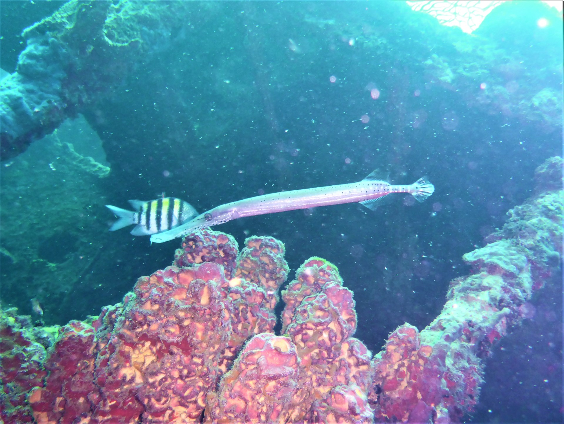 Needle nose fish Lesleen M Wreck in St. Lucia (Jan. 2018
