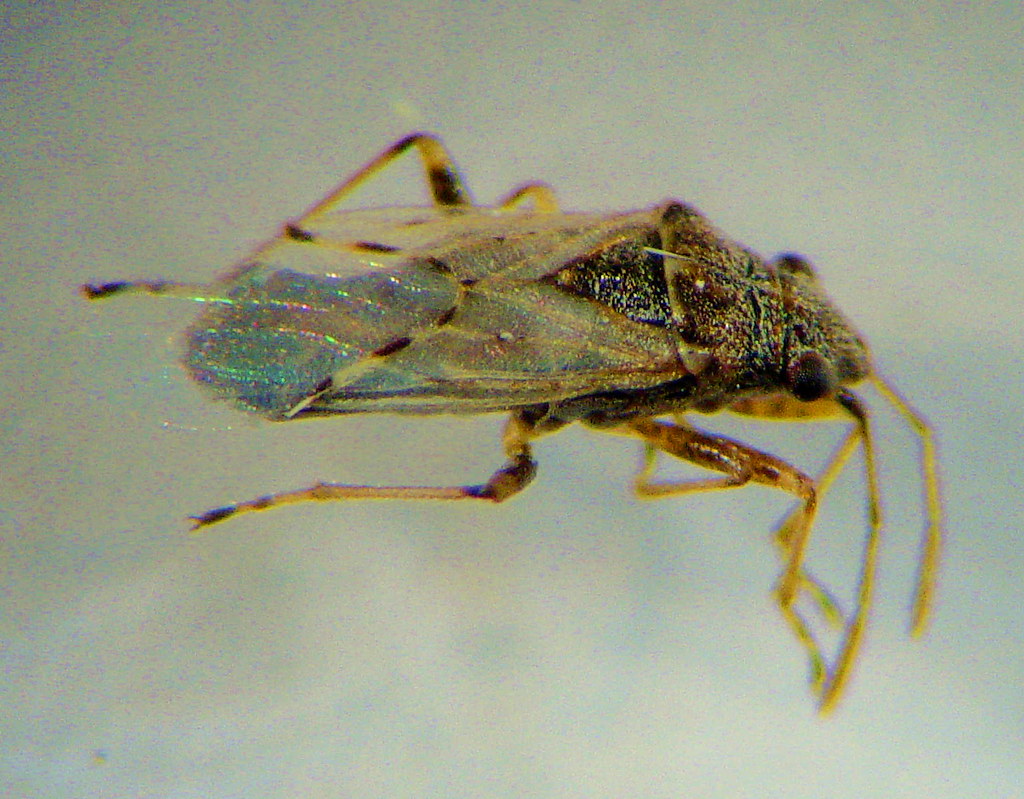 False Chinch (or Cinch) Bugs Pima County Public Library