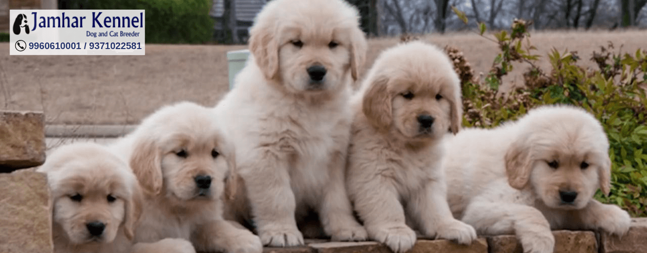 Pet Shop / Store, Dog n Cat Breeder in Pimple Saudagar Jamhar Kennel