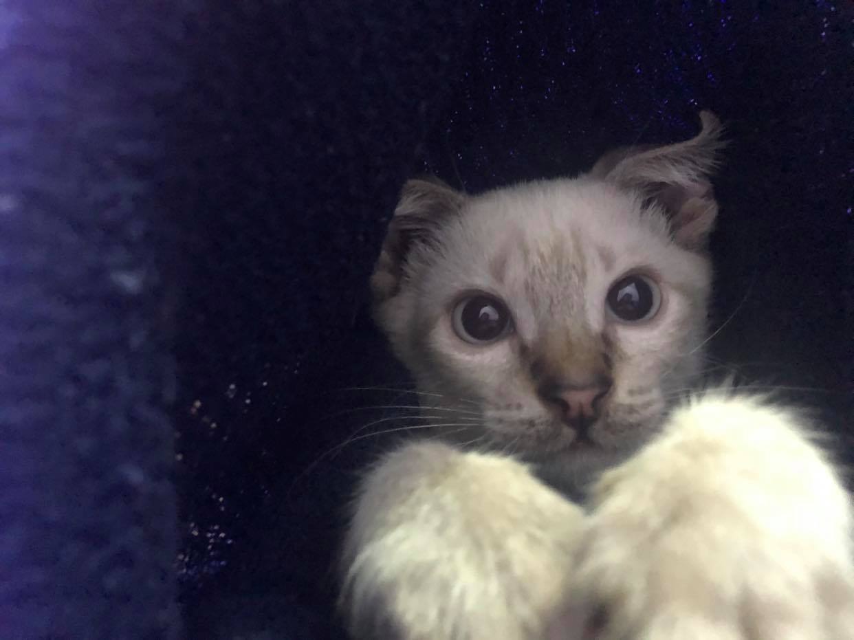 Siamese cat Philippines Living with Bob for 2 months Pinay Expat