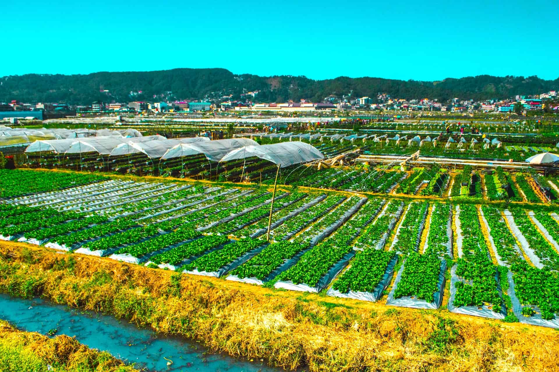 Baguio Discover the Serene Beauty of Baguio City