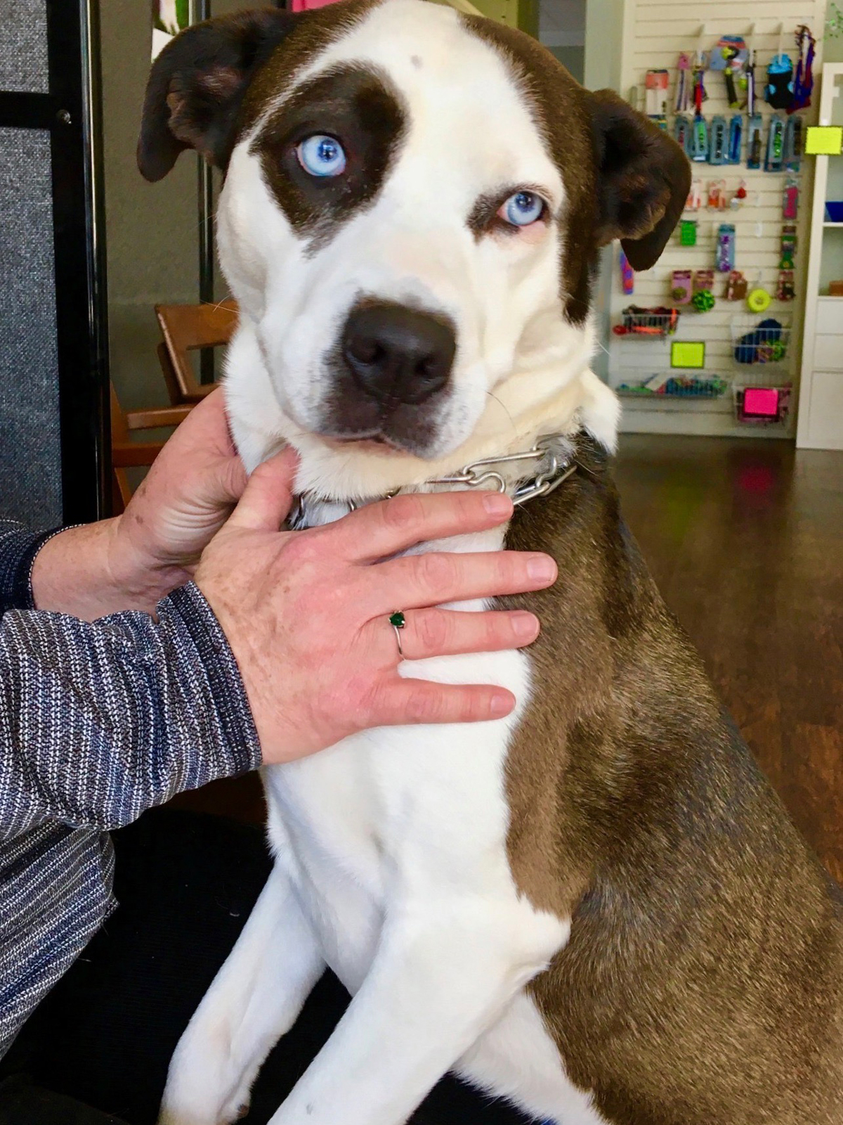 Pets in Need of Greater Cincinnati Low Cost Veterinary Care for