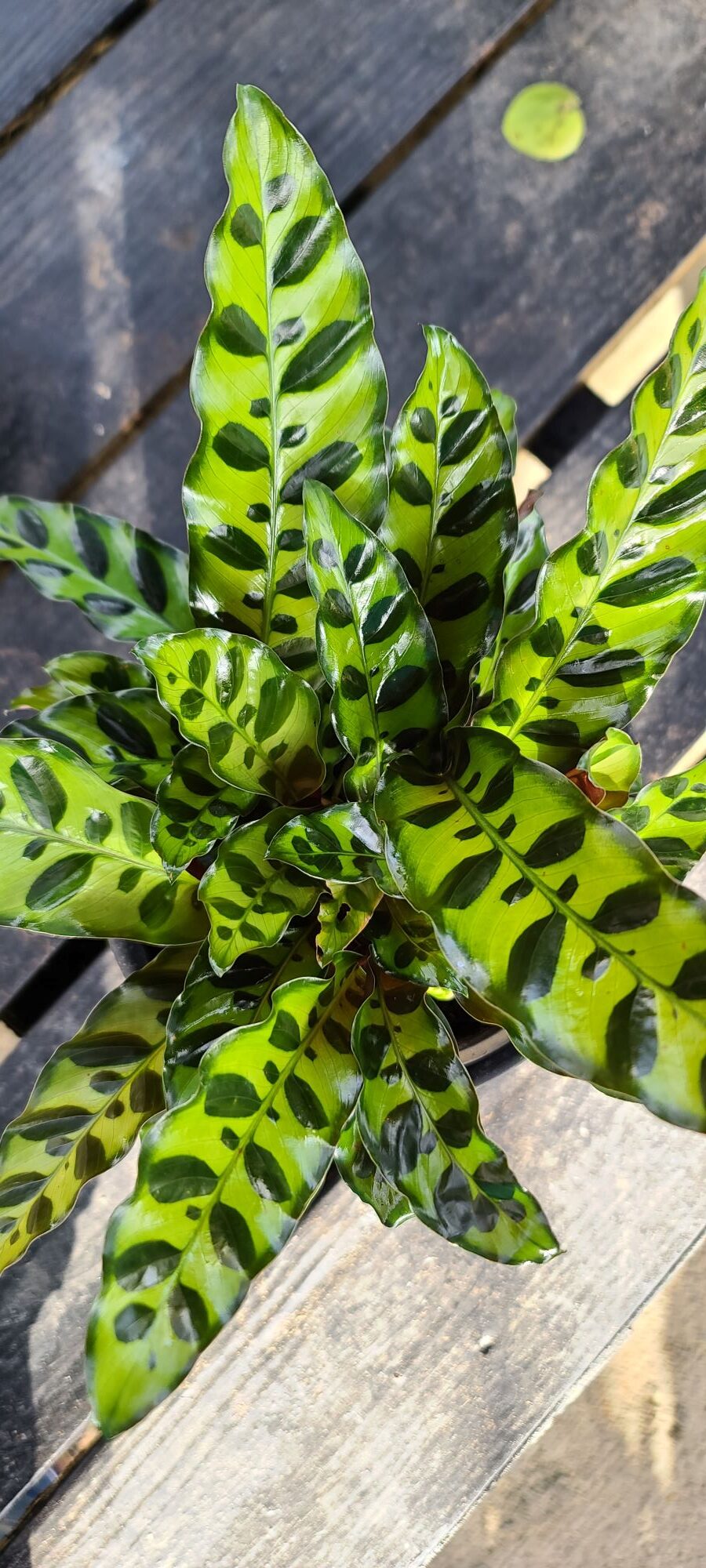 Calathea Rattlesnake Pinder's Nursery