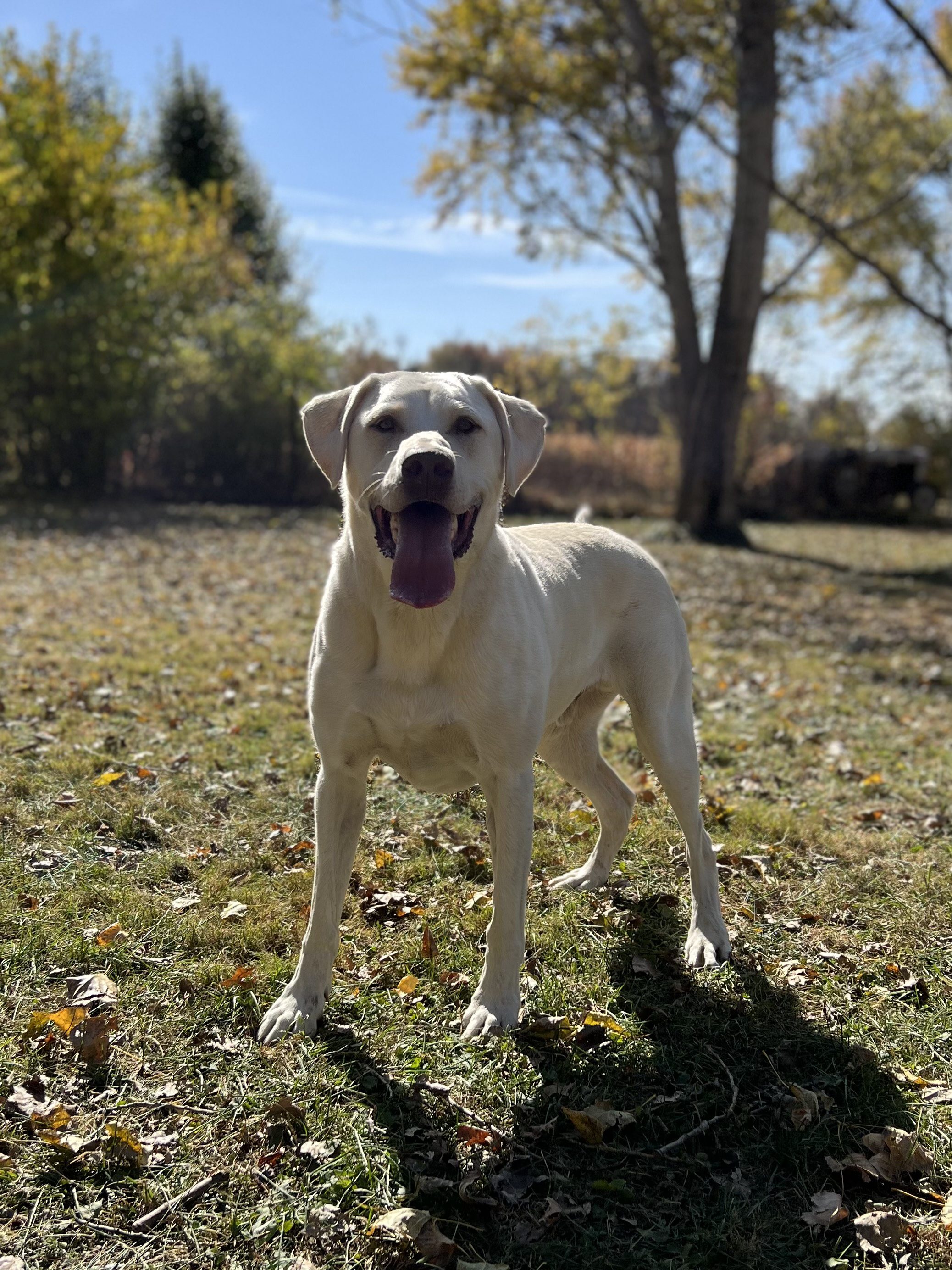 Dog & Cat Boarding in Muncie, IN American PineAcre Kennels
