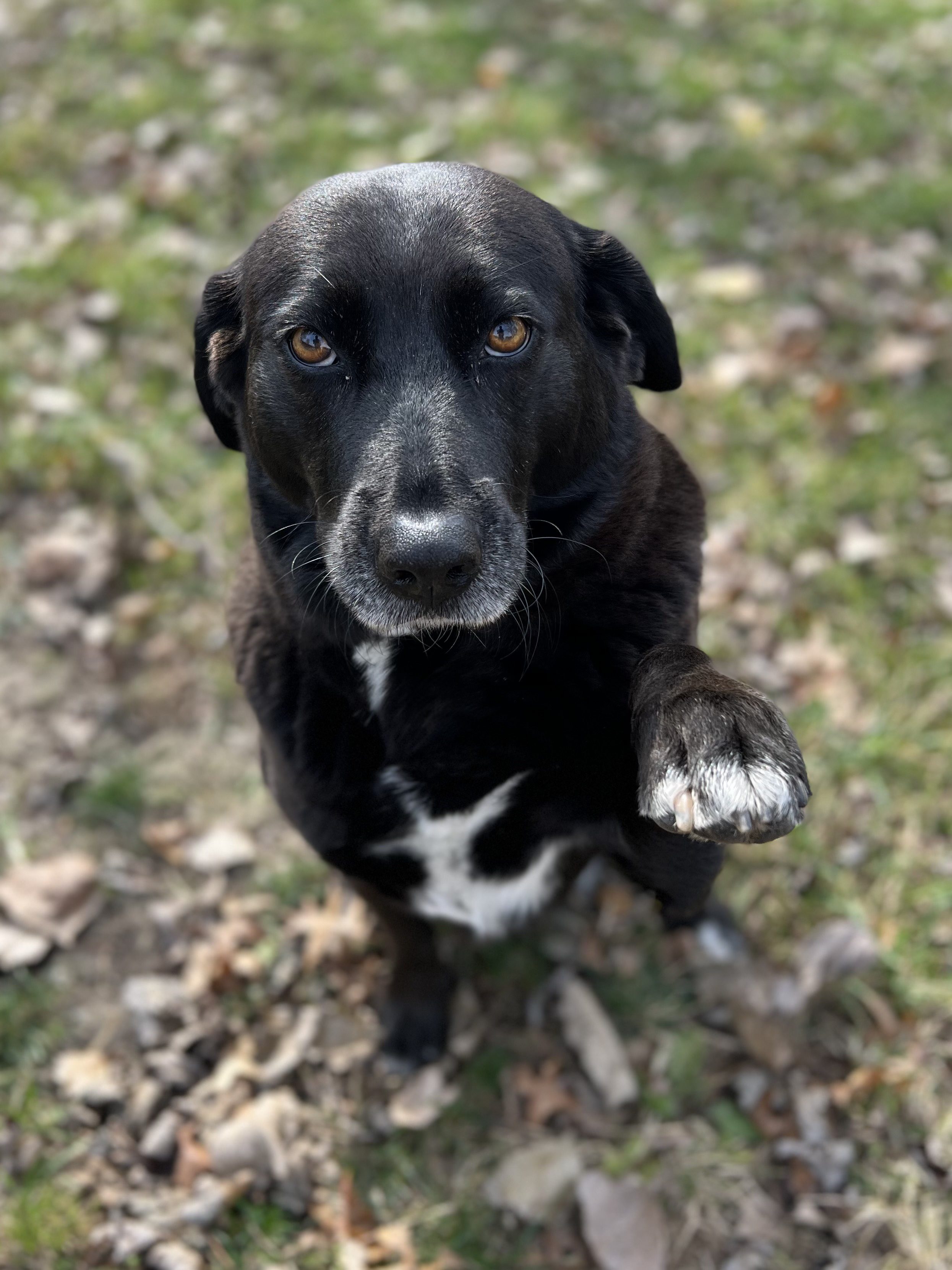 Dog & Cat Boarding in Muncie, IN American PineAcre Kennels