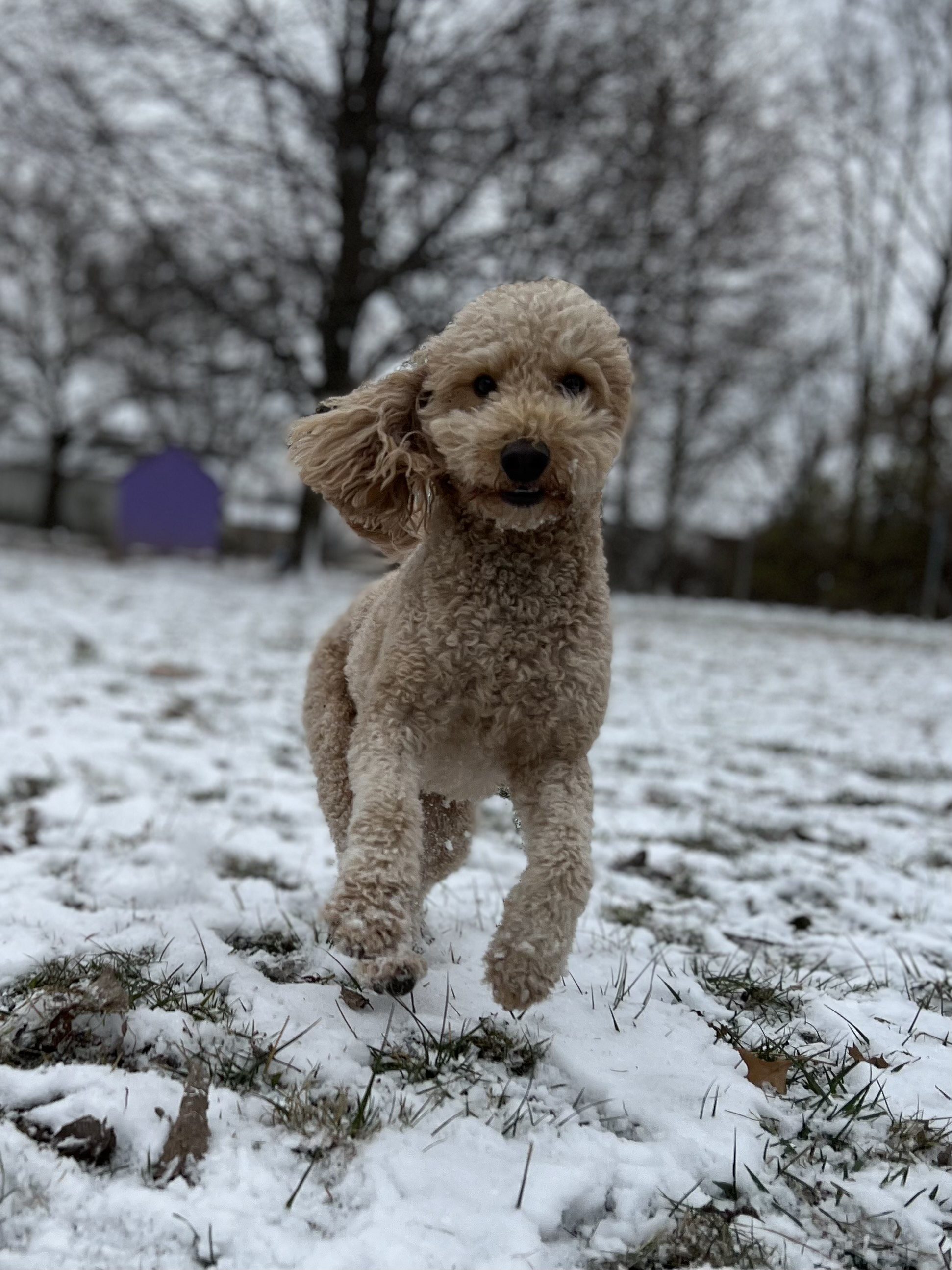 Dog & Cat Boarding in Muncie, IN American PineAcre Kennels