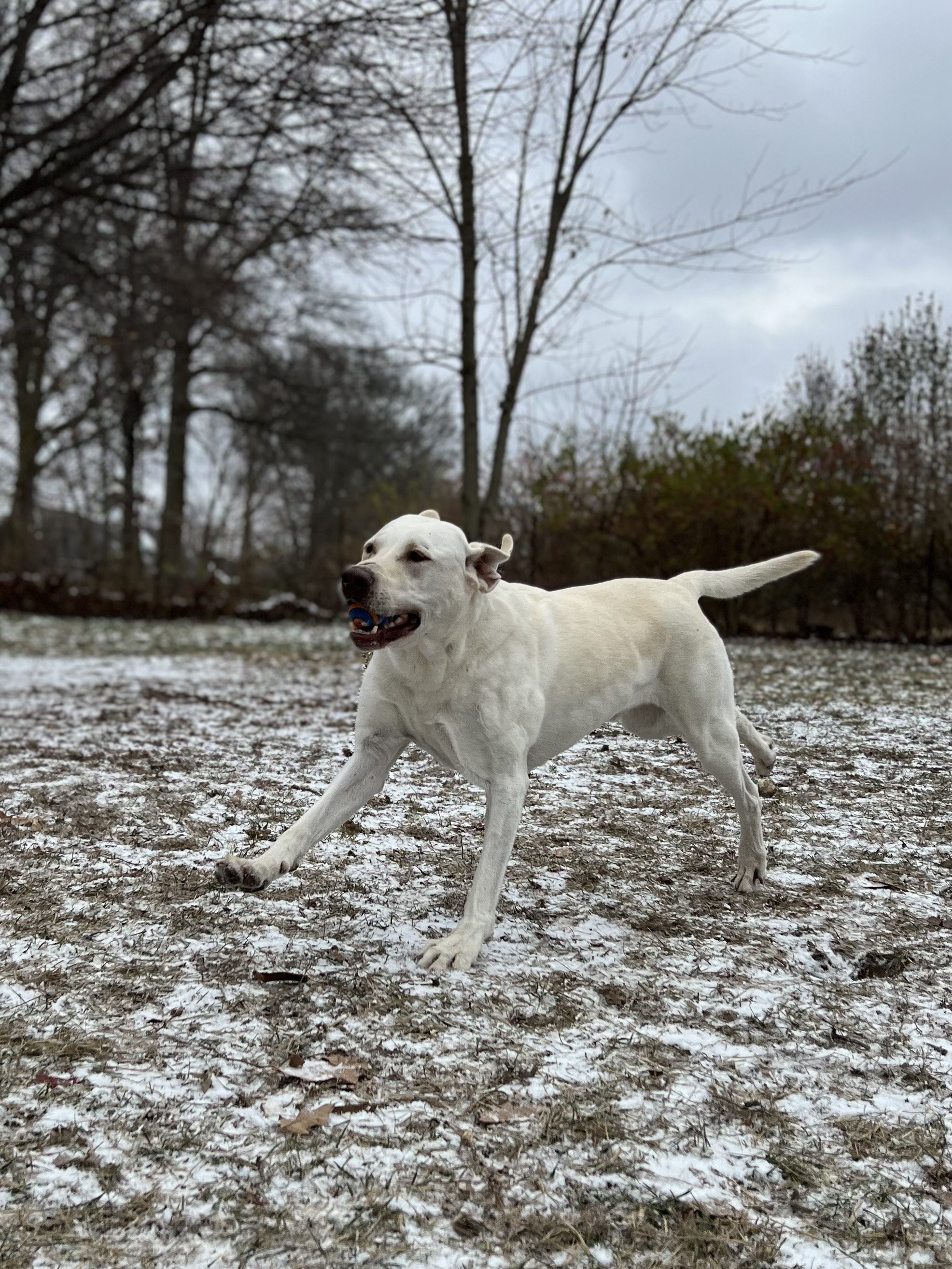 Dog & Cat Boarding in Muncie, IN American PineAcre Kennels