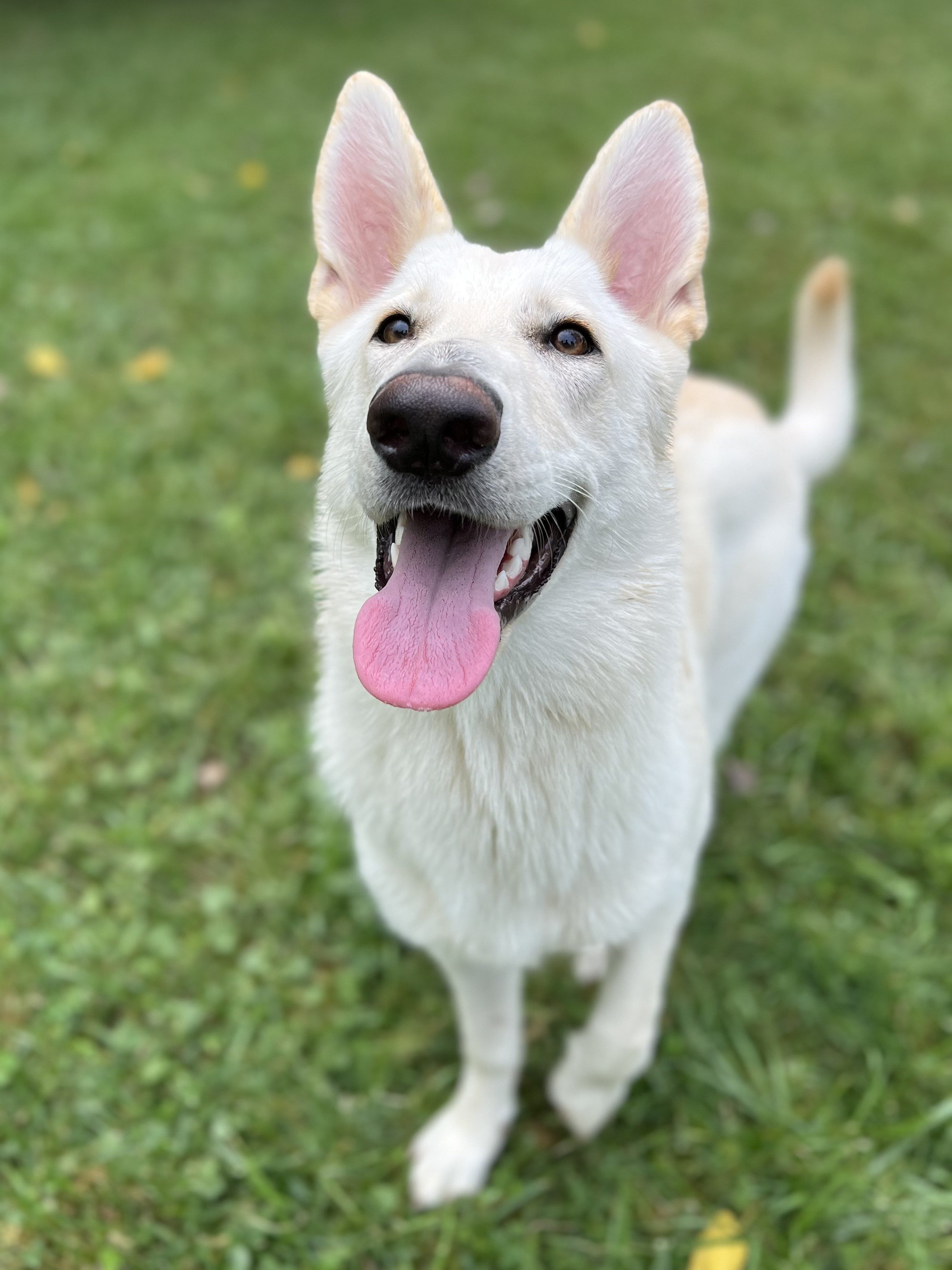 Dog Day Care American PineAcre Kennels