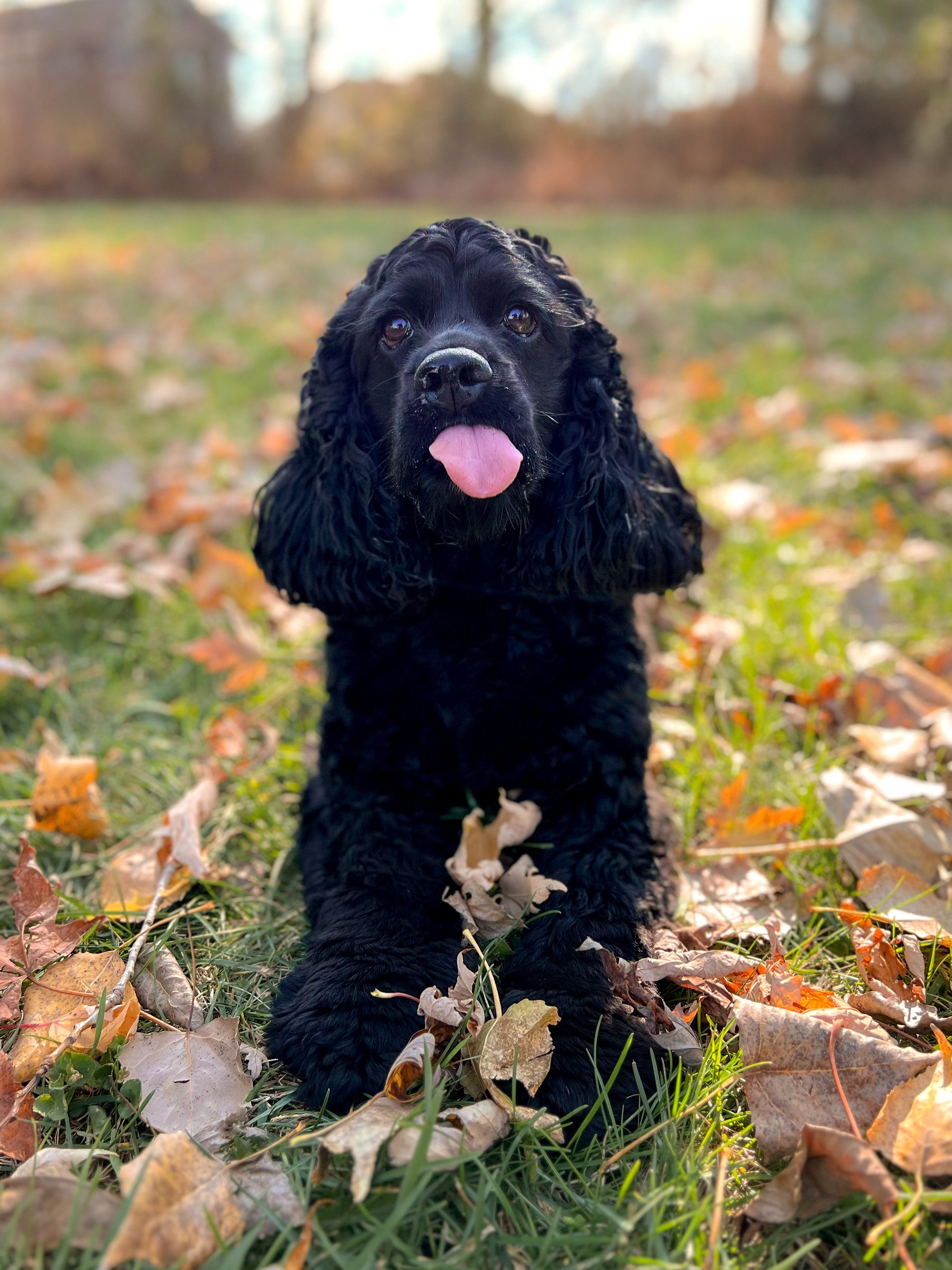 Dog Day Care American PineAcre Kennels