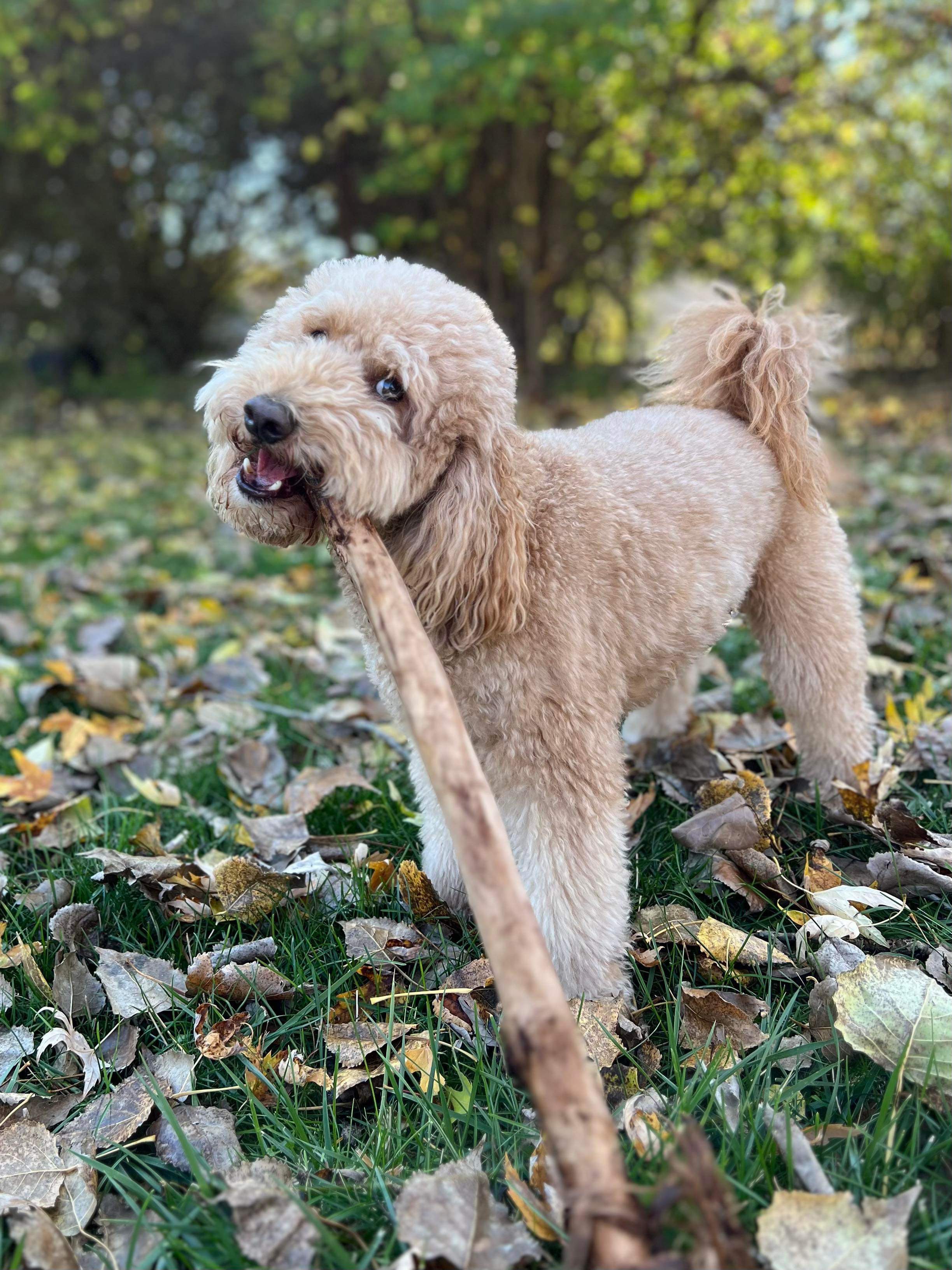 Dog Day Care American PineAcre Kennels