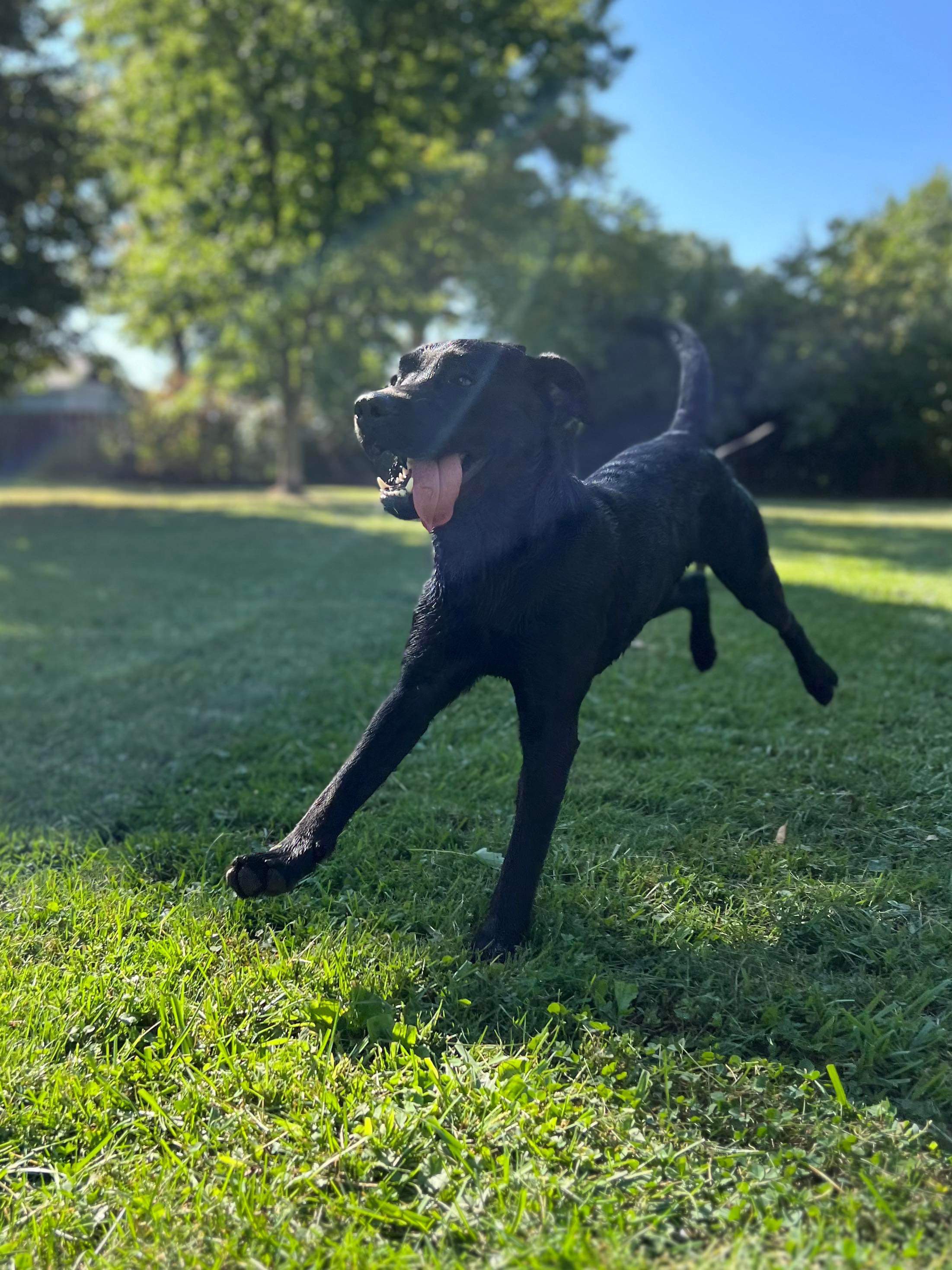 Dog Day Care American PineAcre Kennels