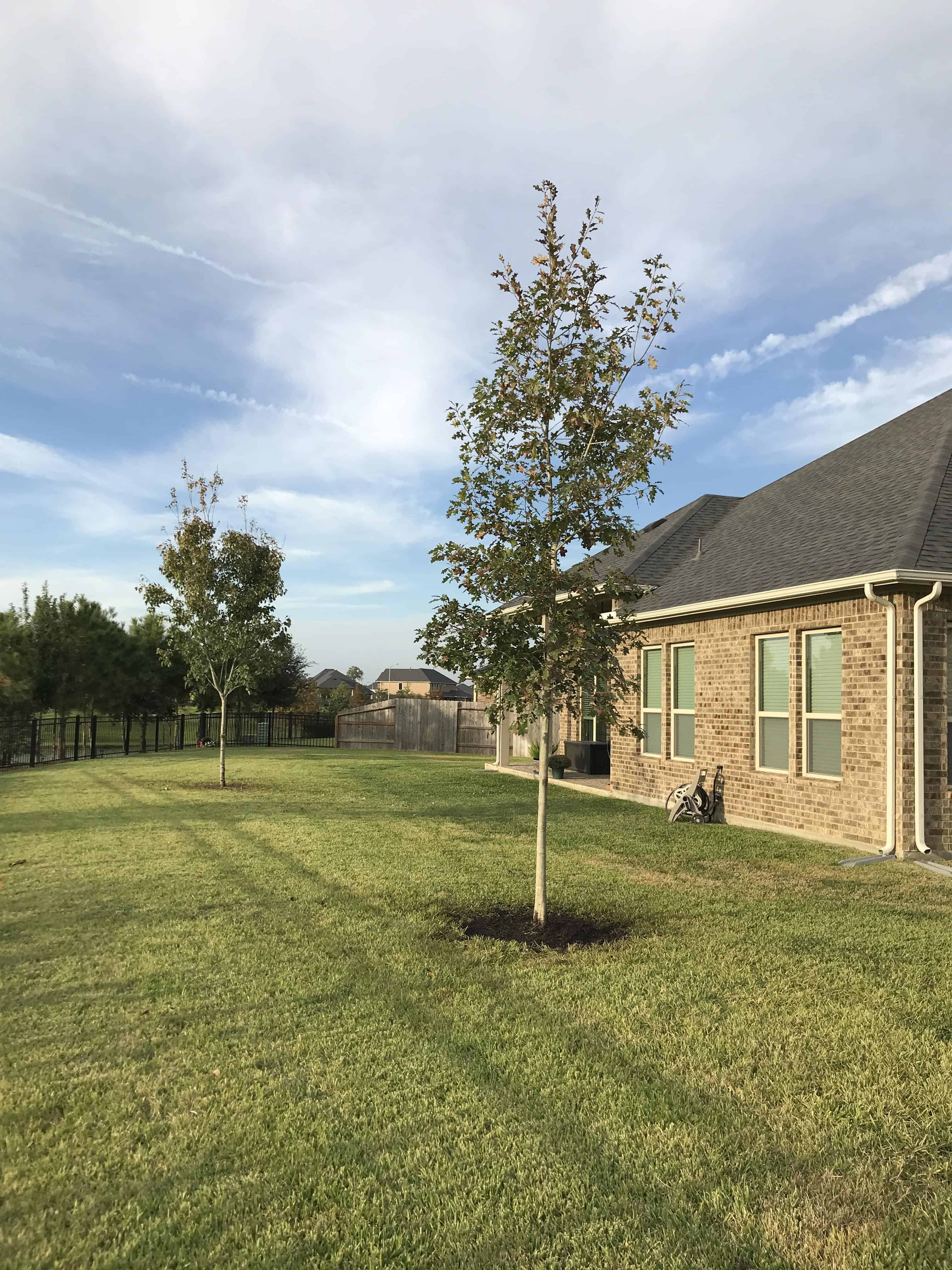 red oak tree houston Pineapple House Rules