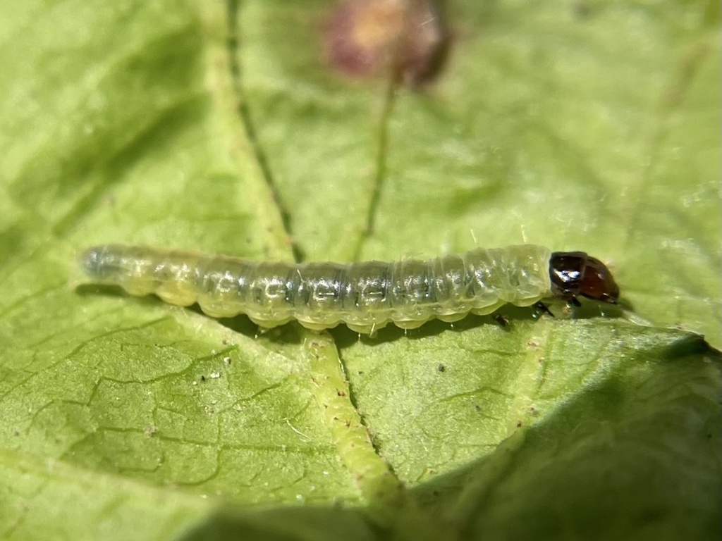 Caterpillars Count! Southeastern Massachusetts Pine Barrens Alliance
