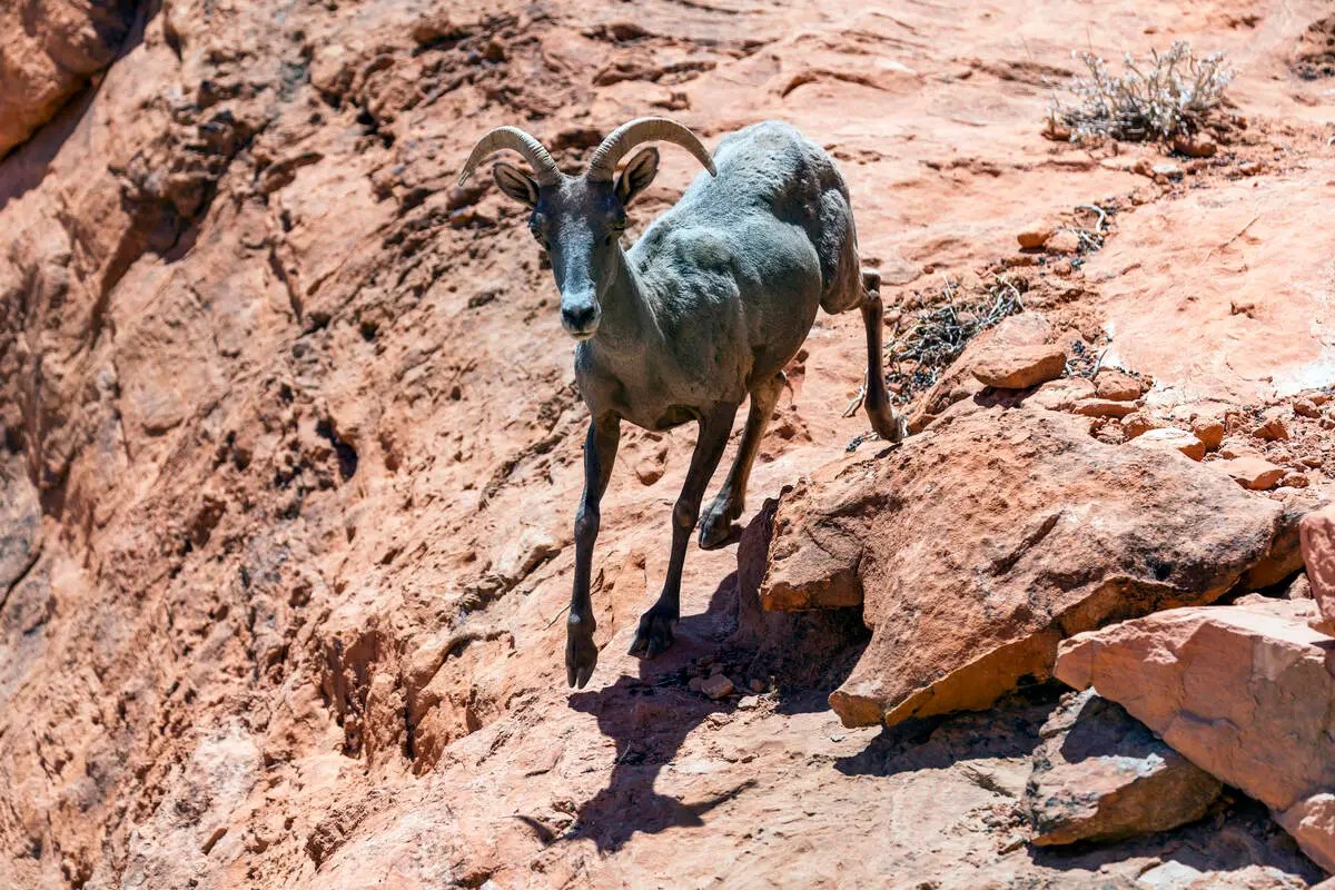 Gray bighorn sheep running in the desert on red rocks and sandy ground.