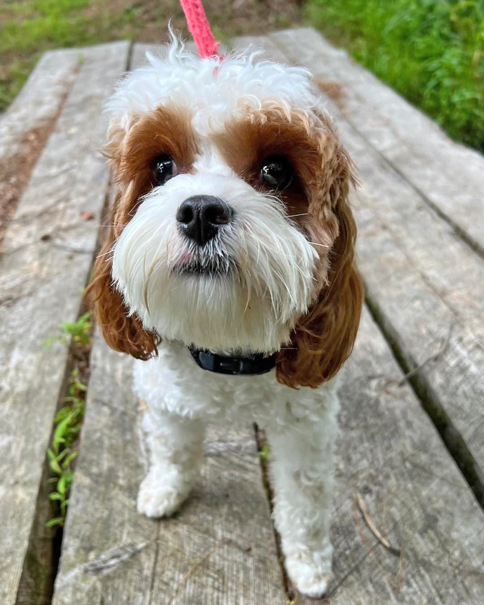 NE PA's Dog Boarding Playground Pine Creek Kennels
