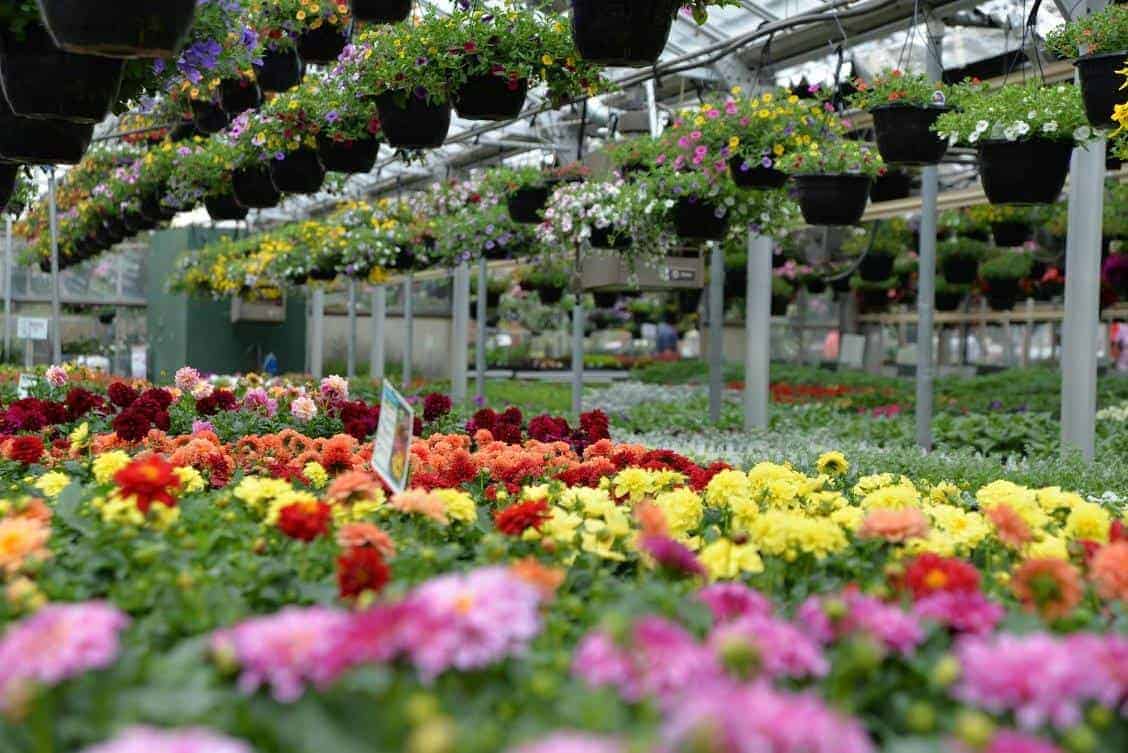 Pinecrest Nursery & Landscaping Company » Full Service Nursery