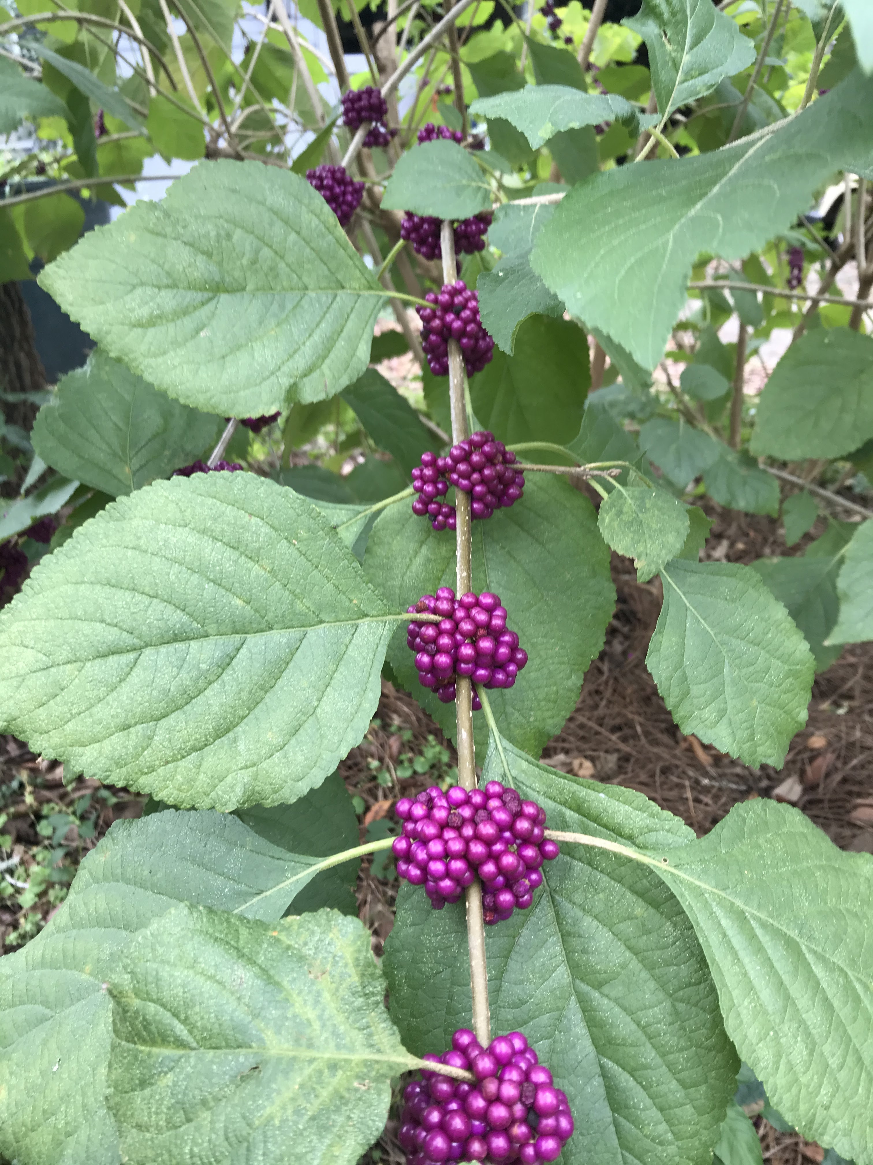 Pinellas Chapter FNPS Florida Native Plant Society