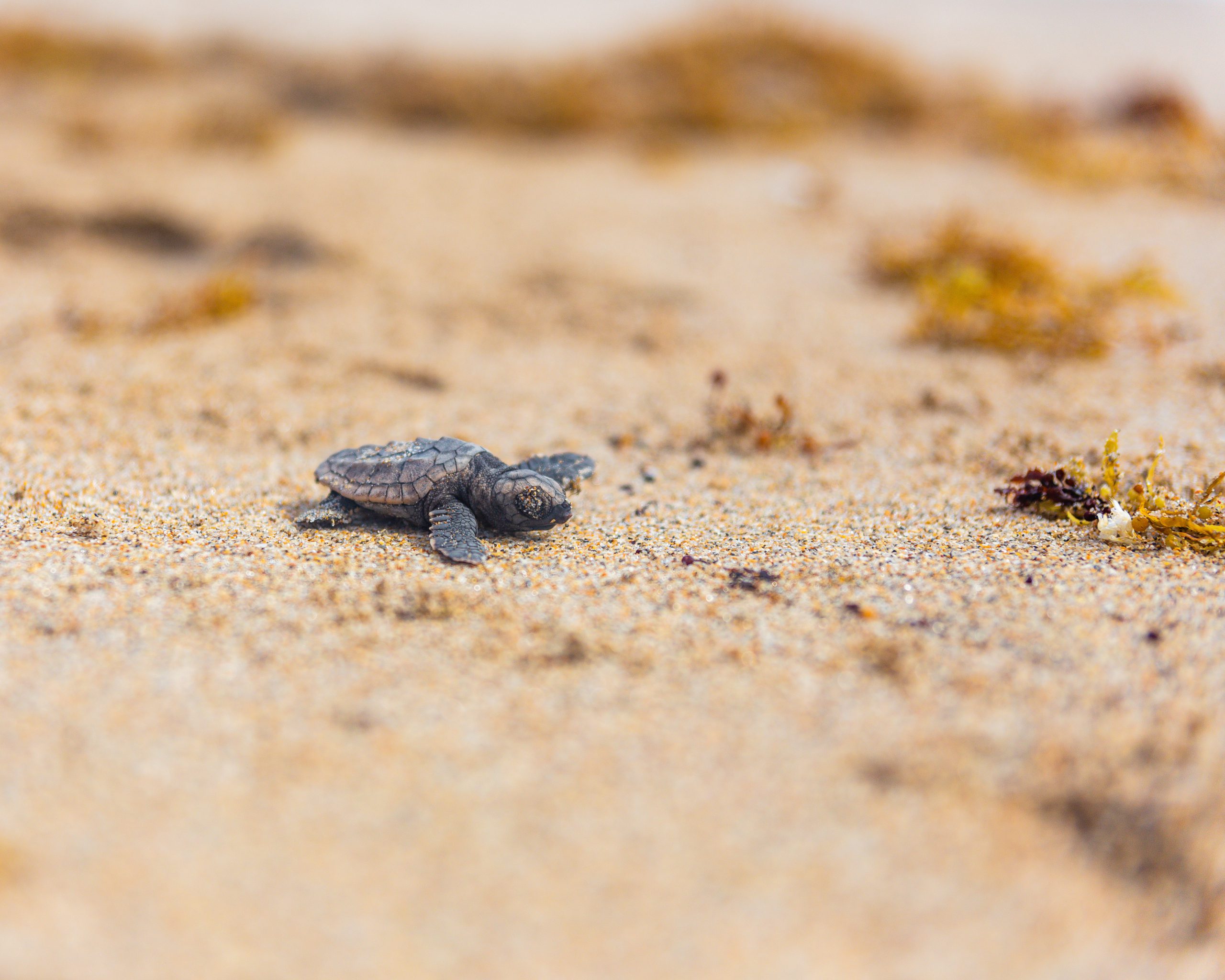Sea Turtle Protection Pinellas County