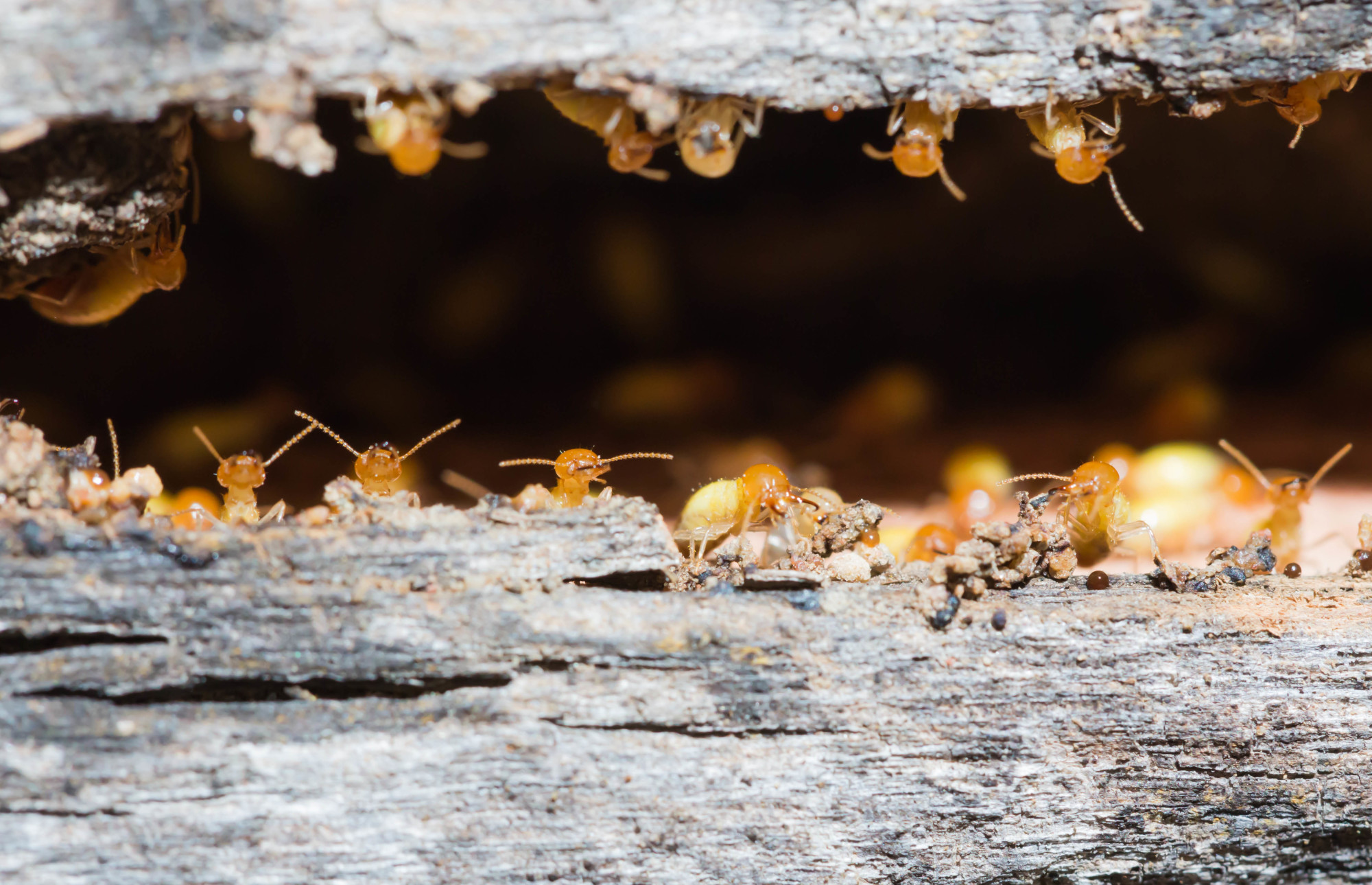 How to Prepare for Florida's Drywood Termite Swarm Season