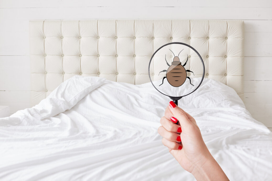 How to Deal With Bed Bugs in Pinellas County